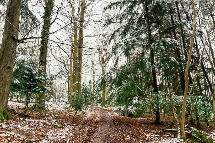 Snow Woods holly and fir trees