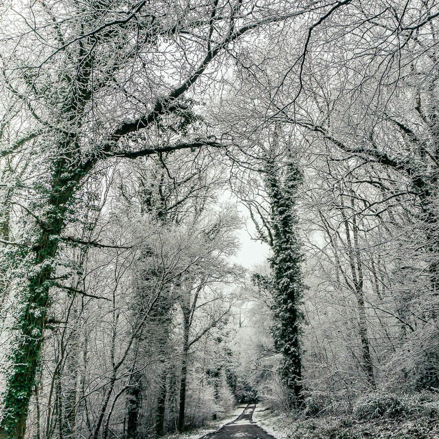 snowy woods black and white