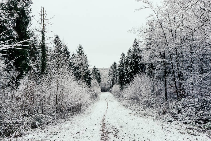 Snow Woods path