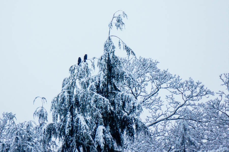 Snow Woods rooks