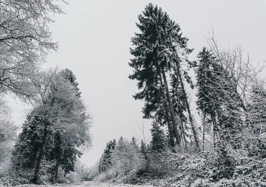 Snow Woods snow and trees