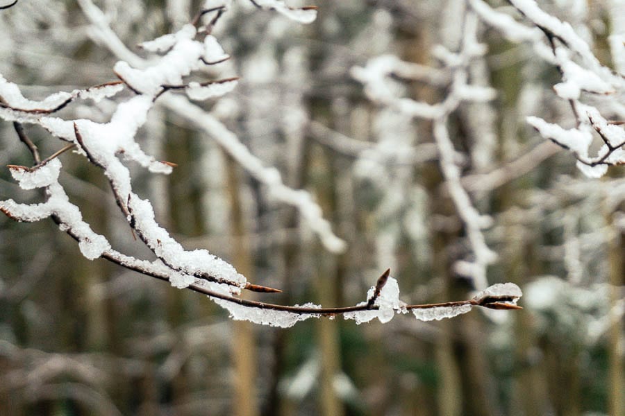 Snow Woods snow on tree buds
