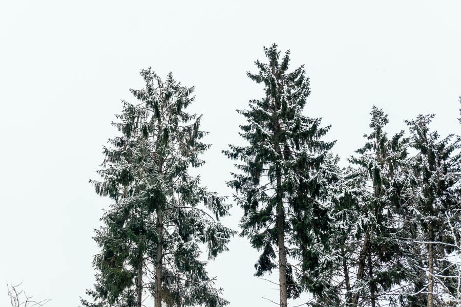 Snow Woods snow on treetops