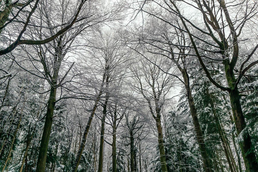 Snow Woods treetops