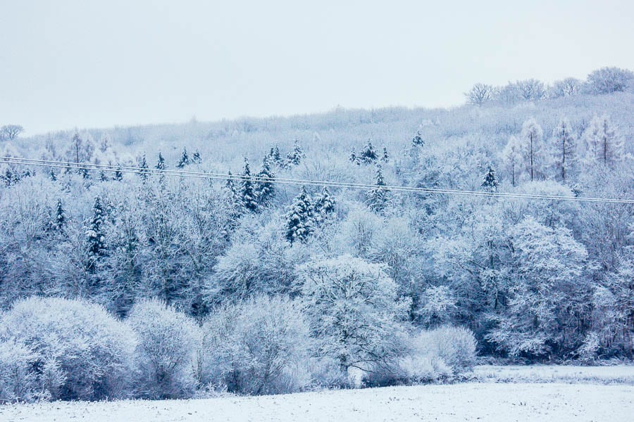 Snow Woods winter day