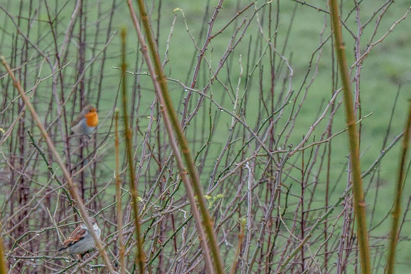 Sparrow and robin in hedge