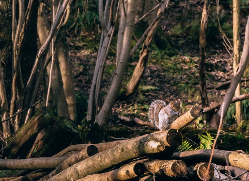 Squirrel on logs