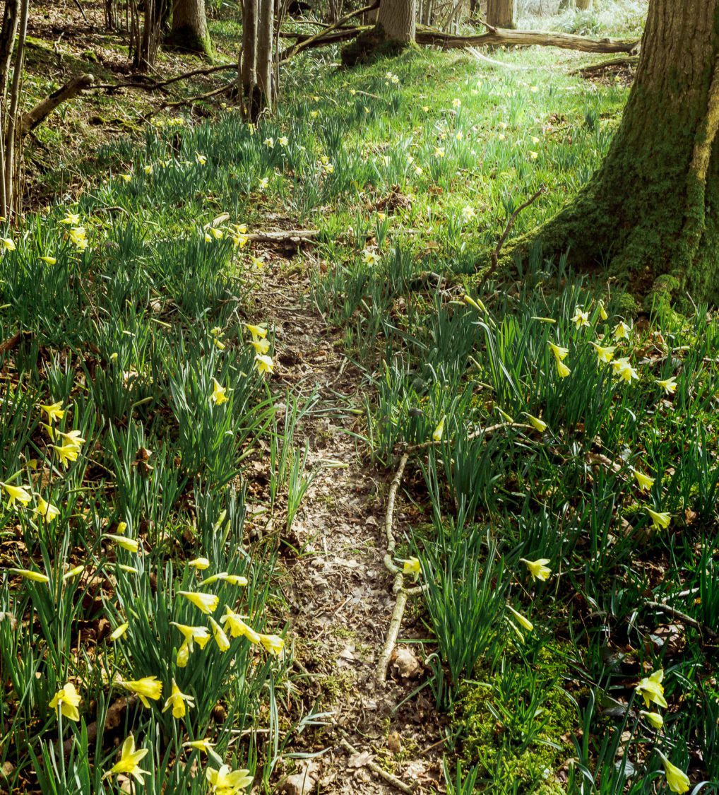 Animal track trail woods