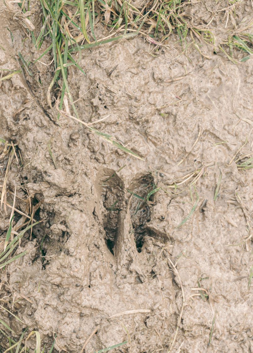 Deer tracks mud