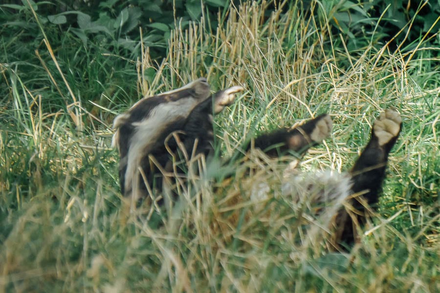 Badger with paws in air