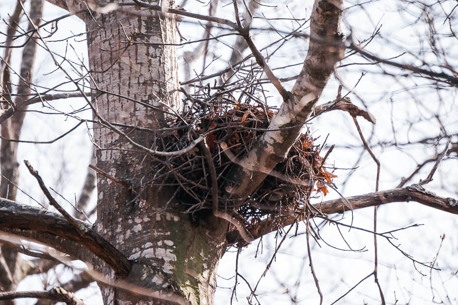 Birds nest in tree