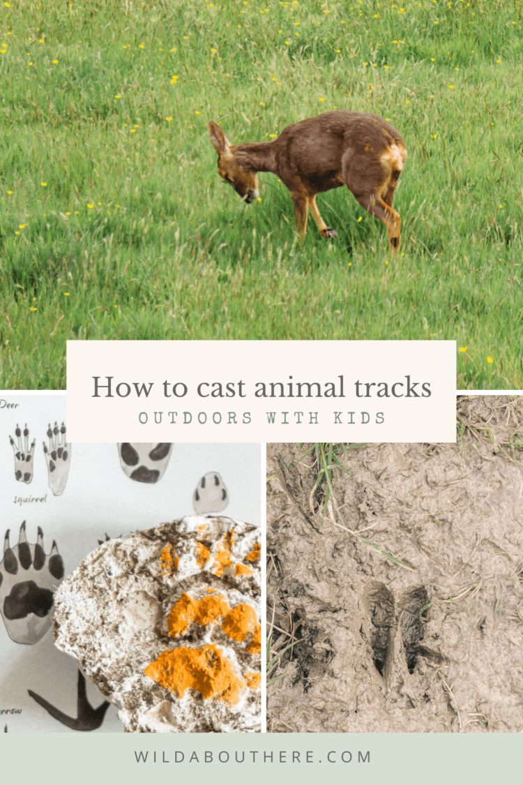 Cast animal tracks nature activities kids