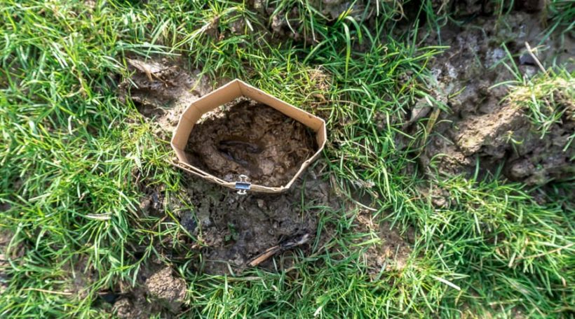 Casting deer animal tracks