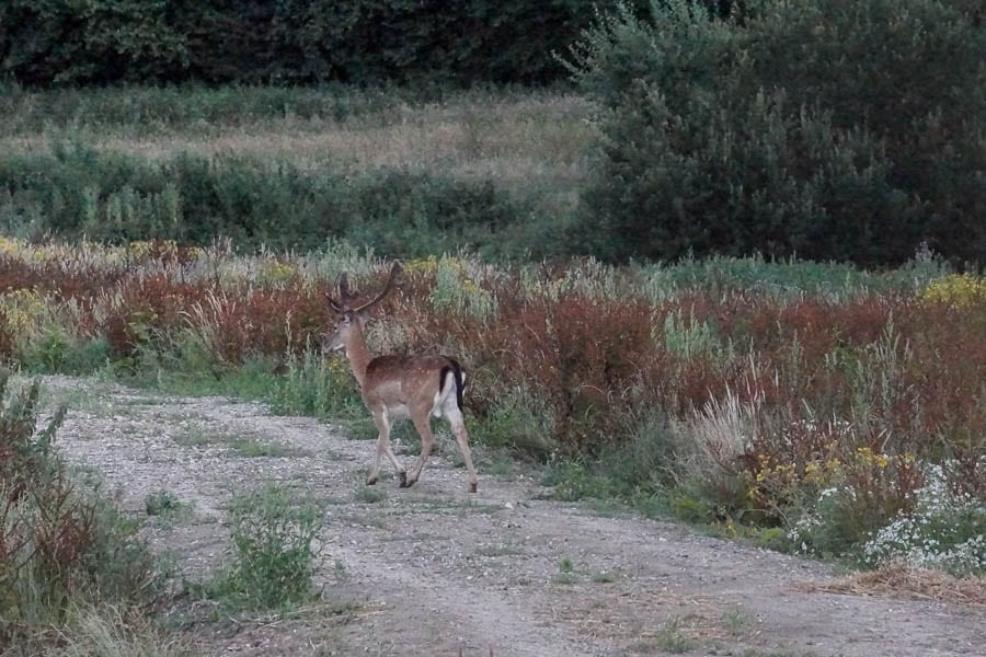 Stag deer on lane