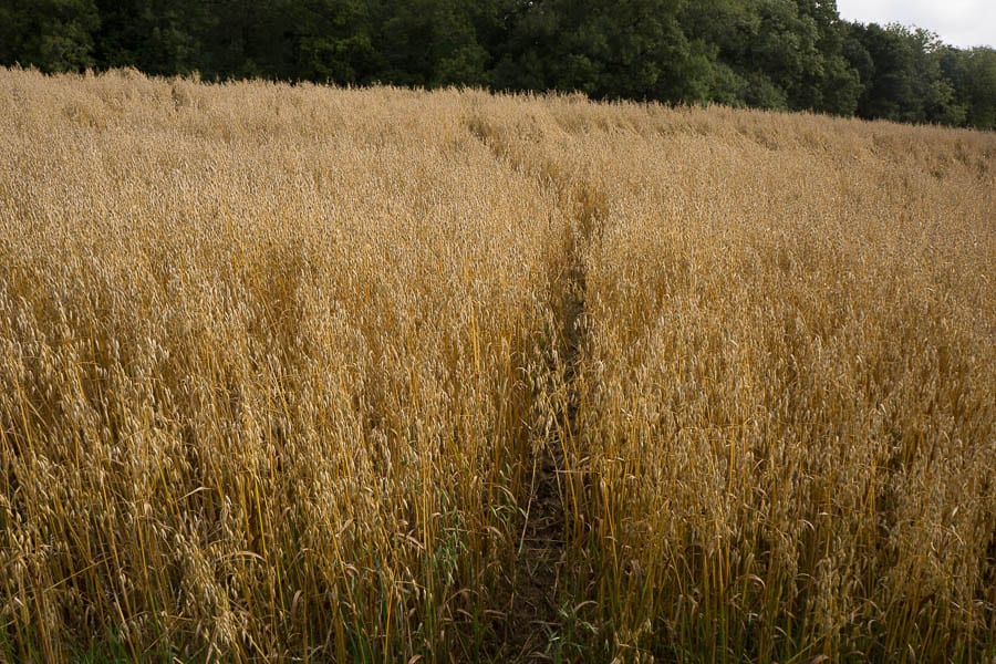 Deer path through field