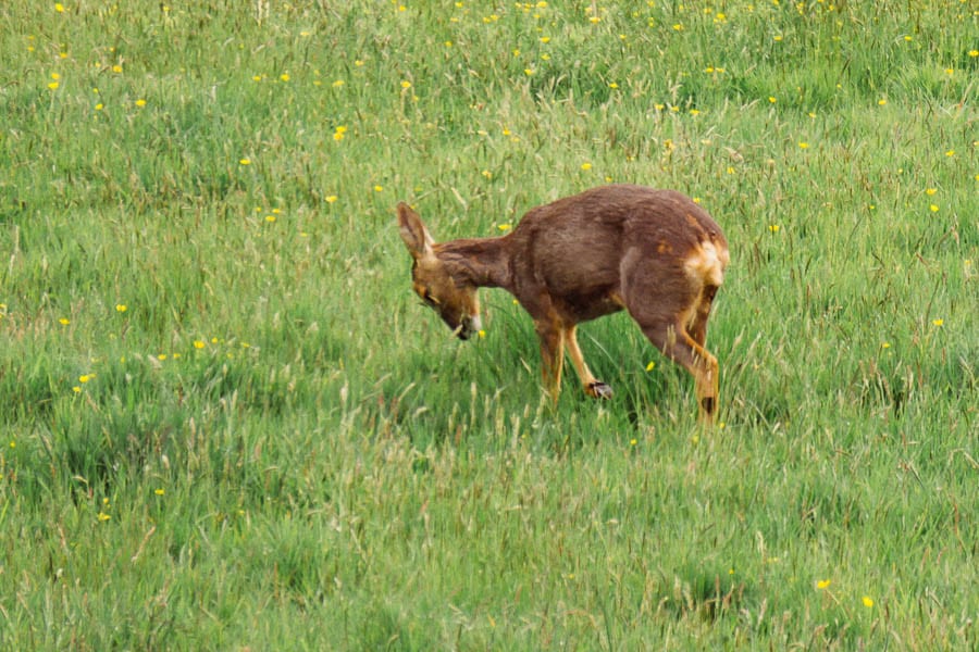 Young roe deer