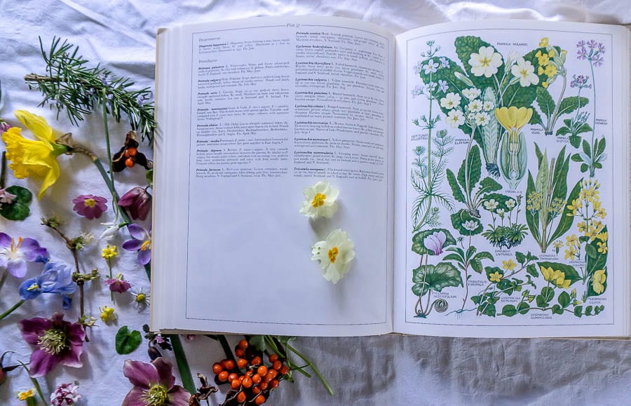 Flower Joy British Flora book primroses