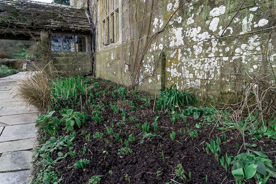 Gravetye February bulbs and plants in flowerbed