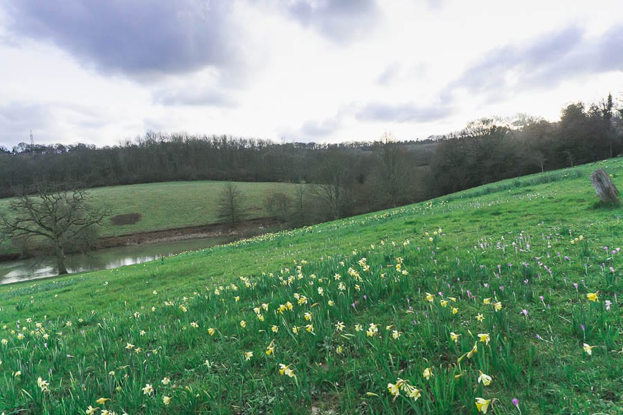 Gravetye February flower meadow