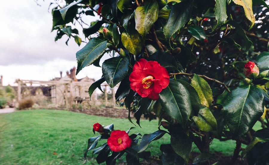 Gravetye February hotel and red camellia