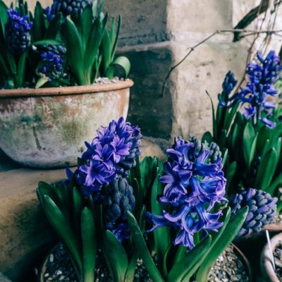 Gravetye February hyacinths in pots