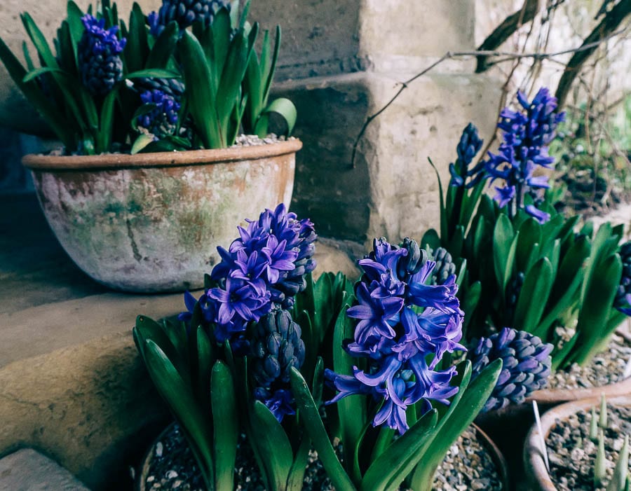 Gravetye February hyacinths in pots
