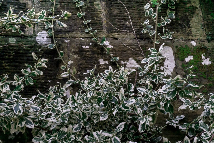 Gravetye February leaves and old wall