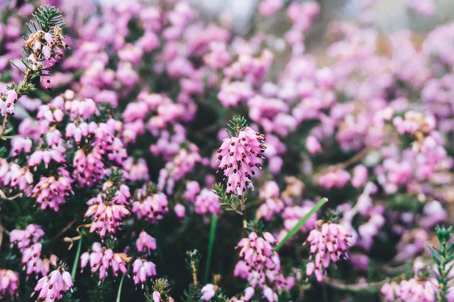 Gravetye February light pink heather