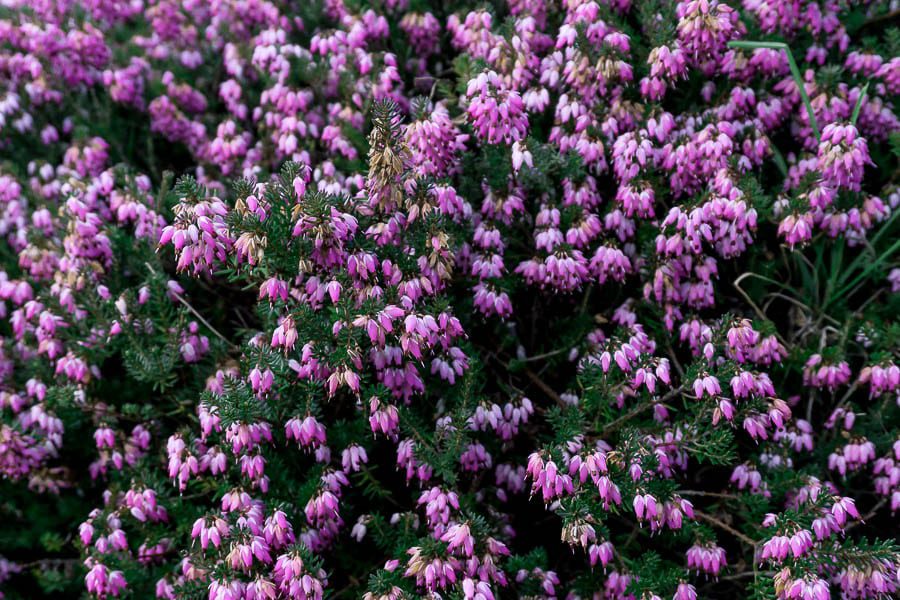 Gravetye February pink heather