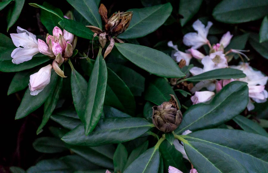 Gravetye February rhododendron