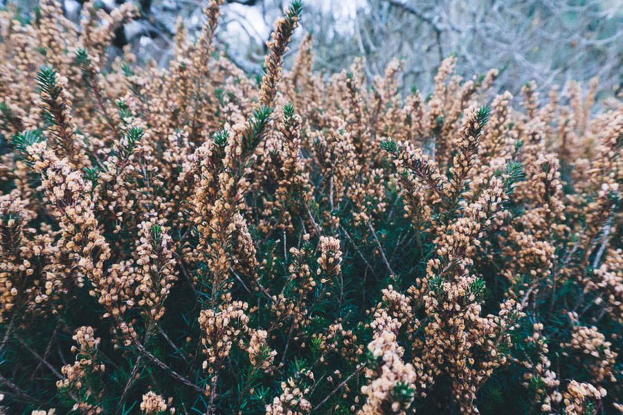 Gravetye February yellow heather