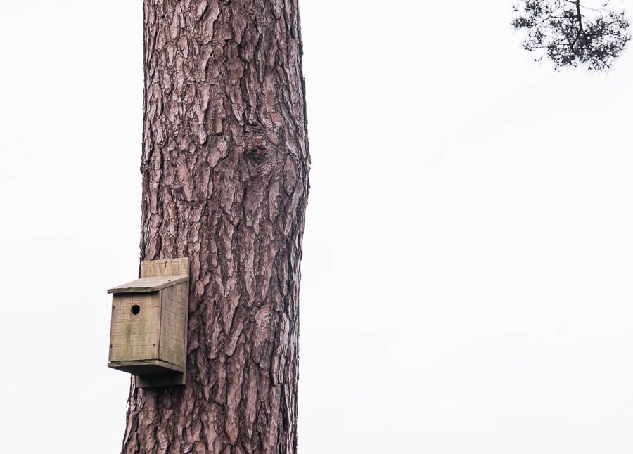 Natural bird box on tree trunk