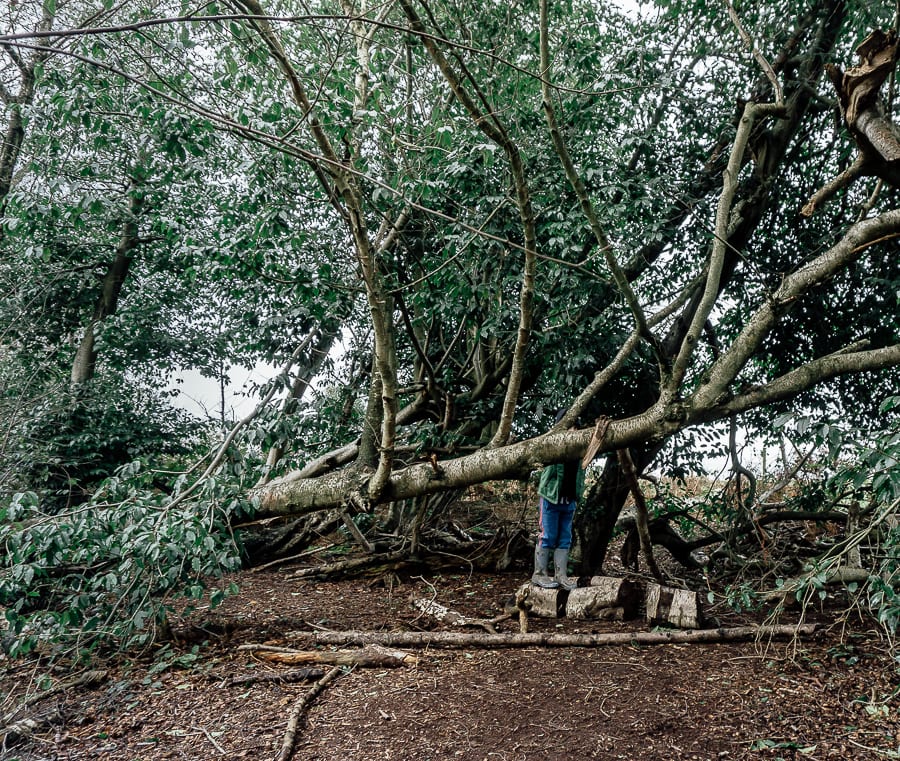 Natural playground Tree climbing