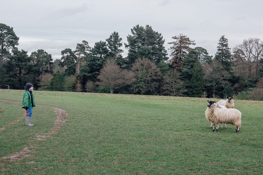 Natural playground child and sheep in field