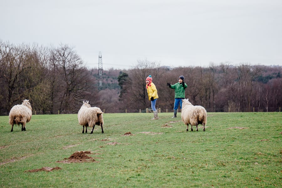 Natural playground children and sheep in field