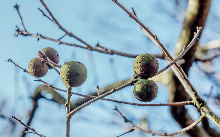 Oak galls Ashdown Forest