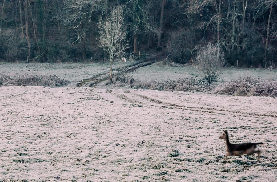 One frosty morning field path and deer