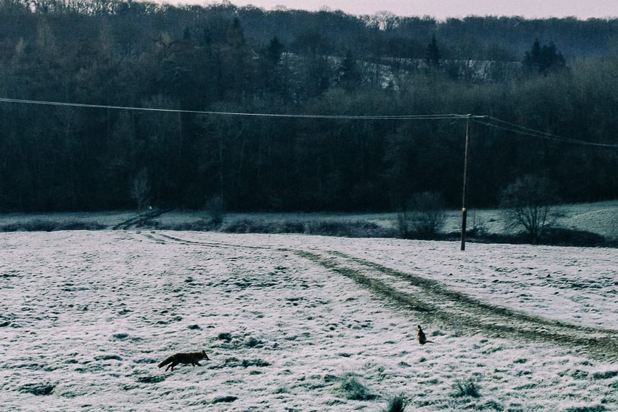 One frosty morning fox heading for pheasant