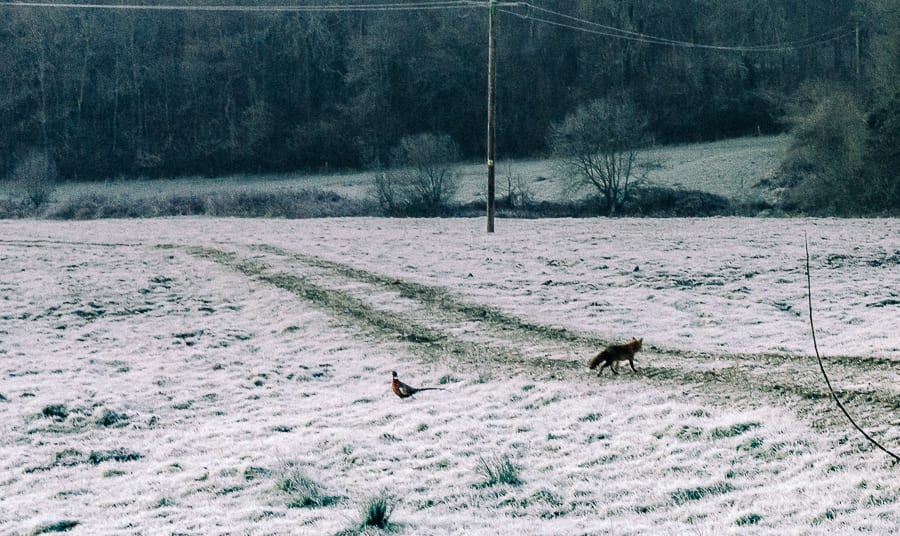 One frosty morning fox passes pheasant