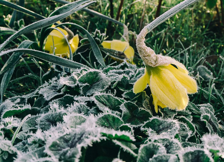 One frosty morning frost dropping daffodils