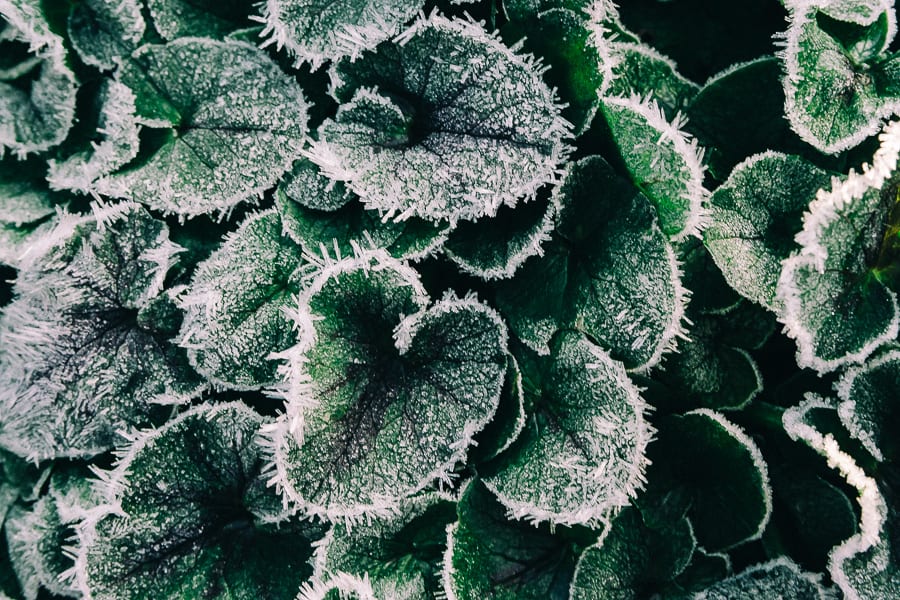 One frosty morning frost on leaves