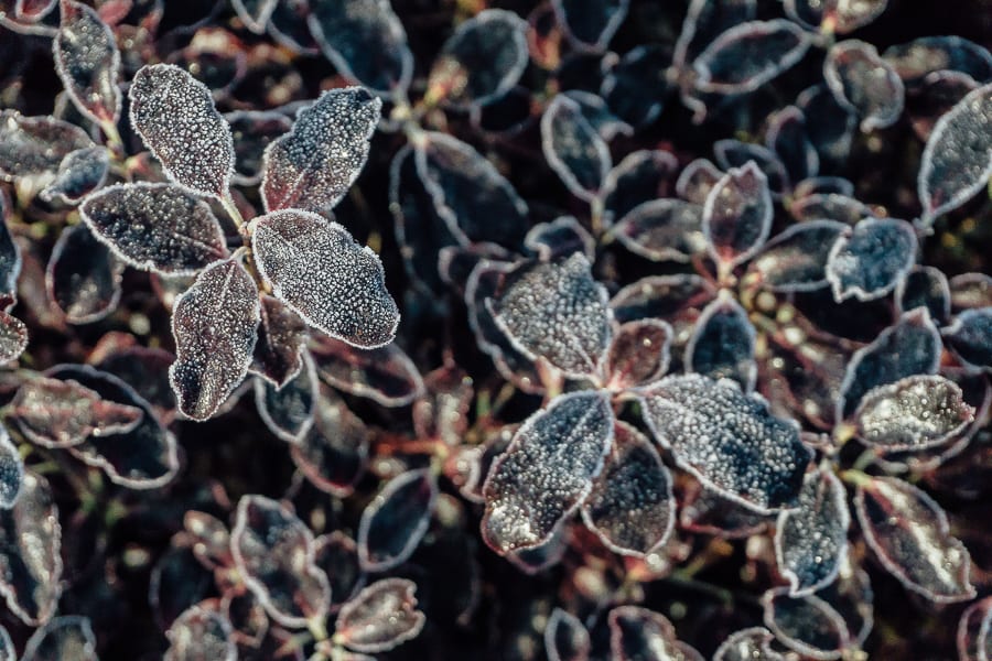 One frosty morning frost on plant