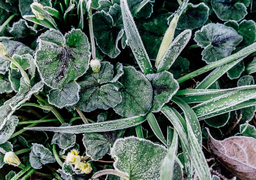 One frosty morning frost on yellow flowers