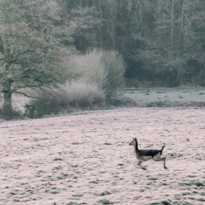 One frosty morning leaping deer