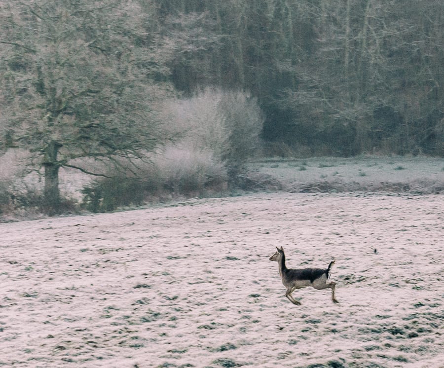 One frosty morning leaping deer