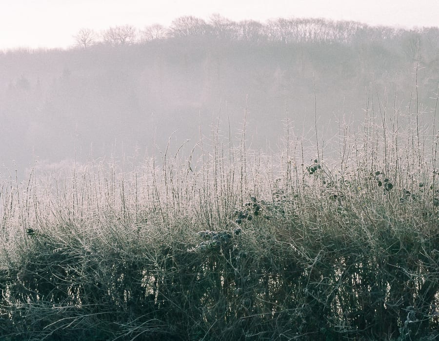 One frosty morning light behind hedge