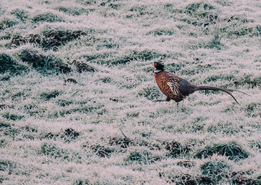 One frosty morning pheasant