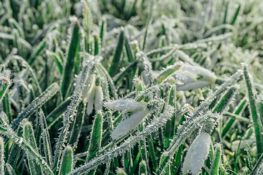 One frosty morning snowdrops