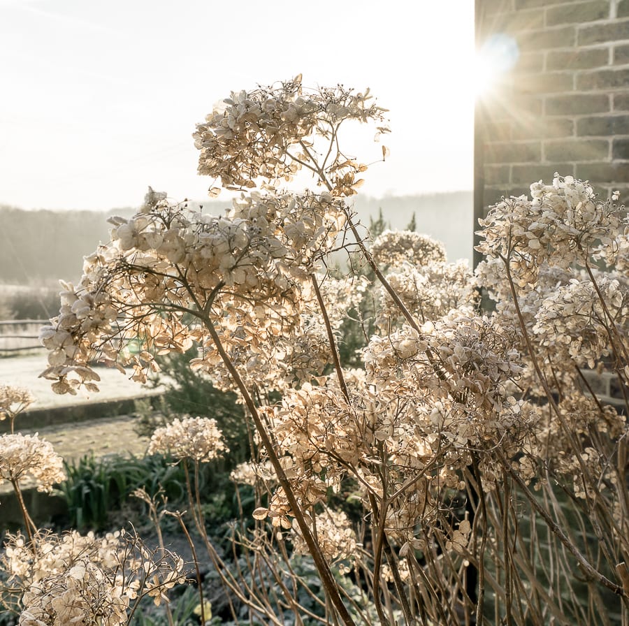 One frosty morning sunlight and hydrangeas