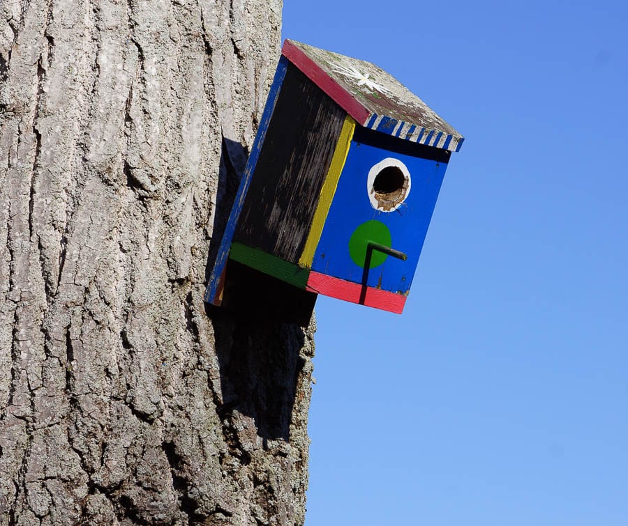 Is it bad for kids to paint nest boxes? - Botanical photography fine ...